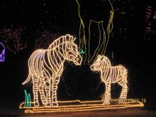 ışıklı zebra motifi